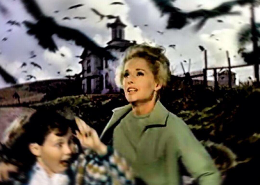 The birds attack